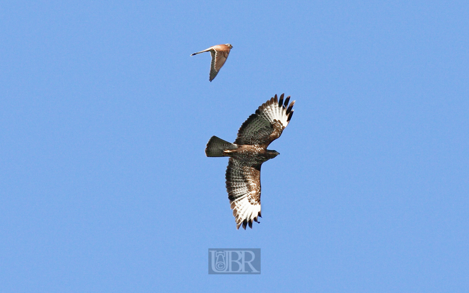 bussard_und_kiebitz