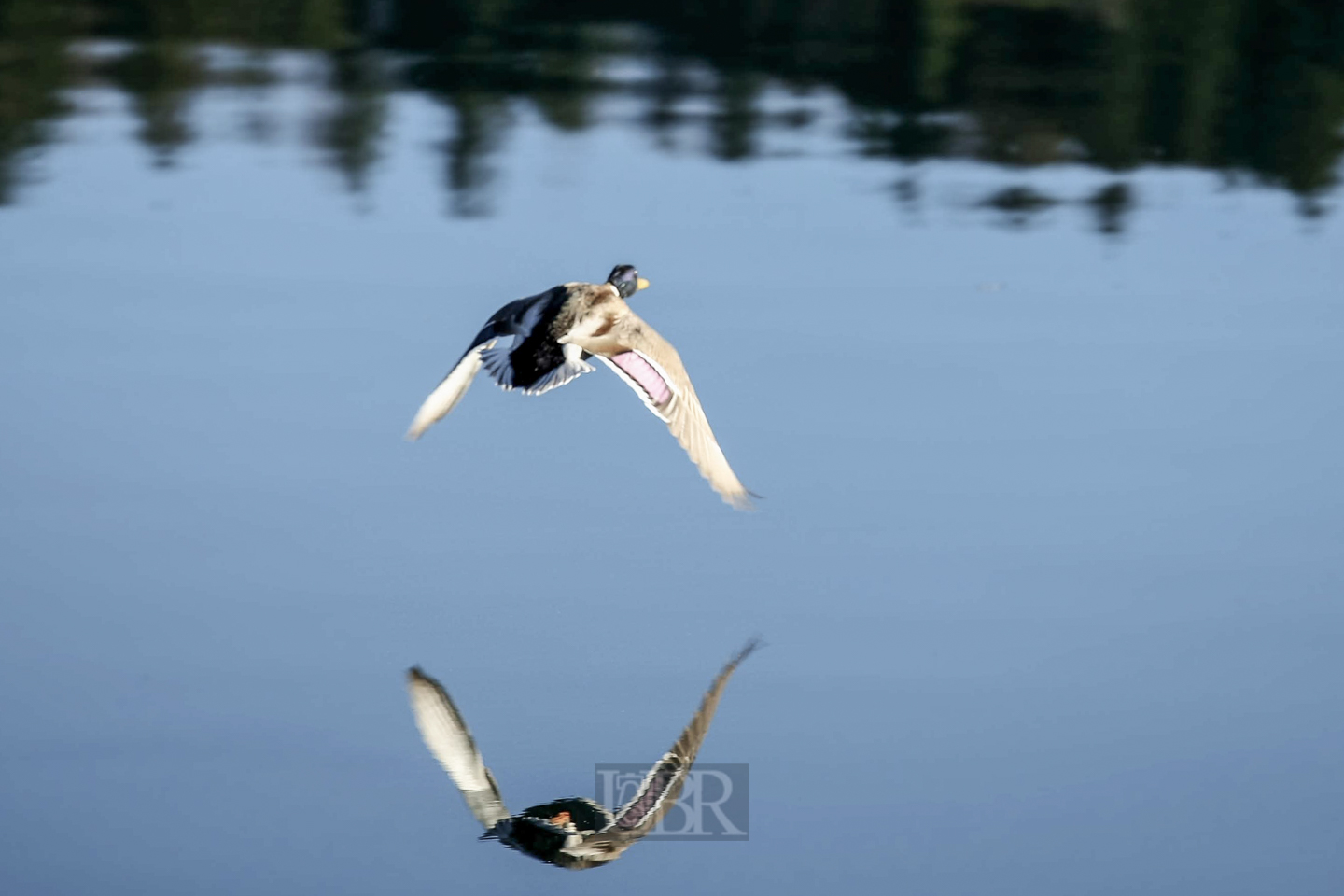 ente_walchensee_01