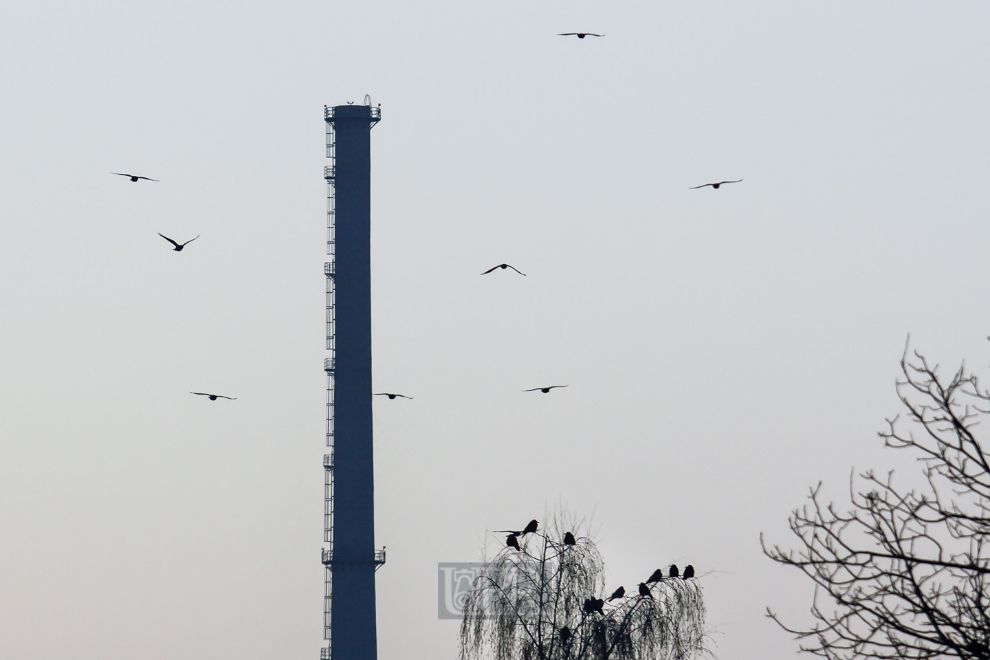 kraehen_suchen_ruheplatz_04