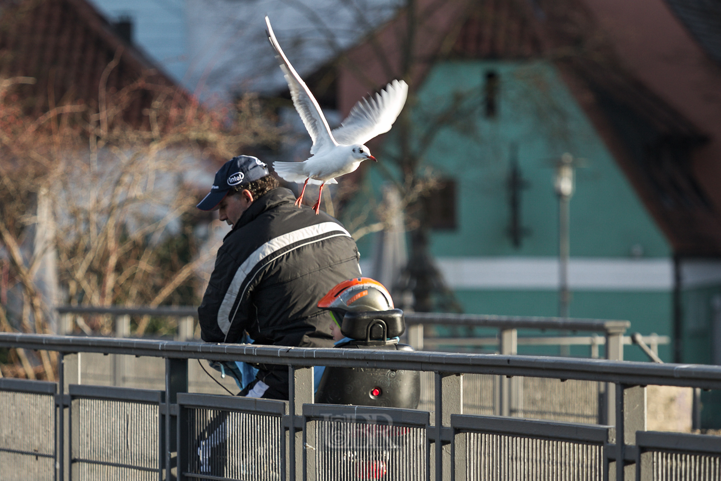 lachmöwe_landshut_start