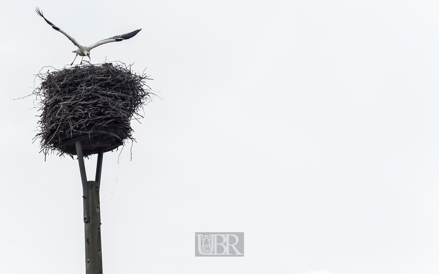 storch_spreewald_01