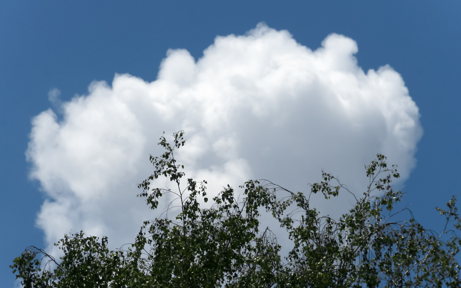 wolke_ueber_birke