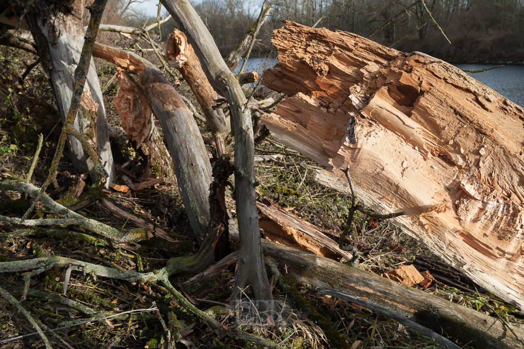 Windbruch an der Isar