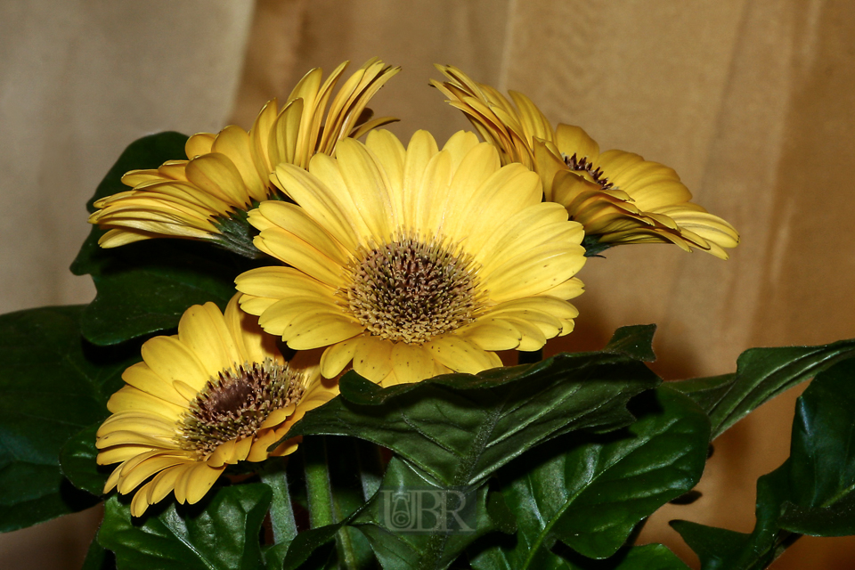 gerbera_gelb_151