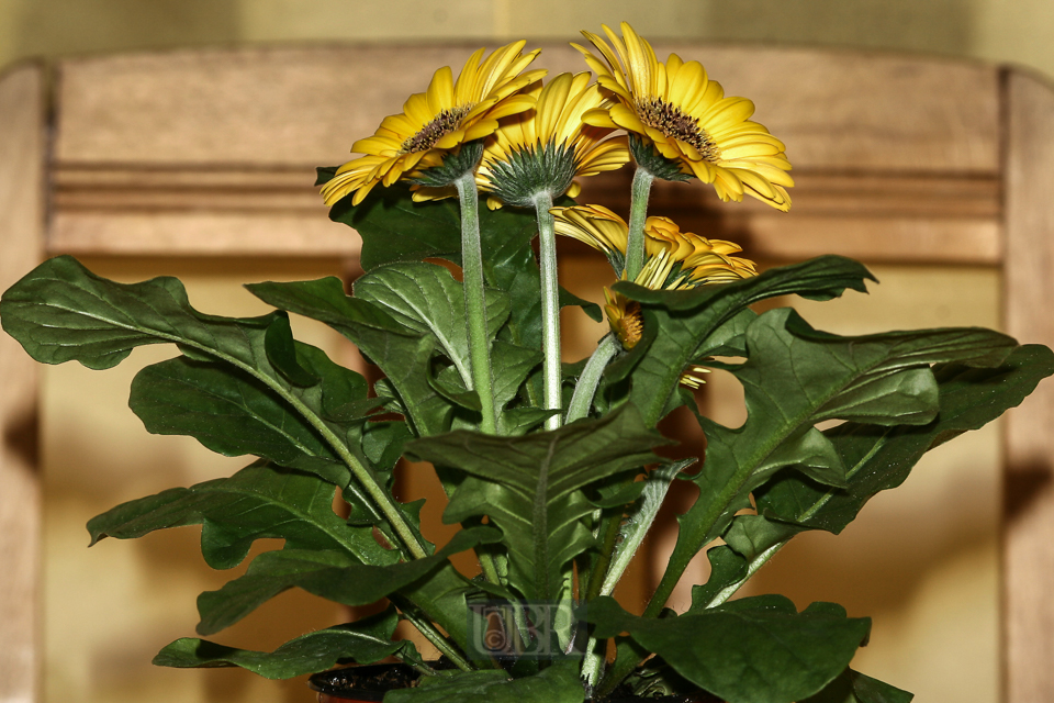 gerbera_gelb_201