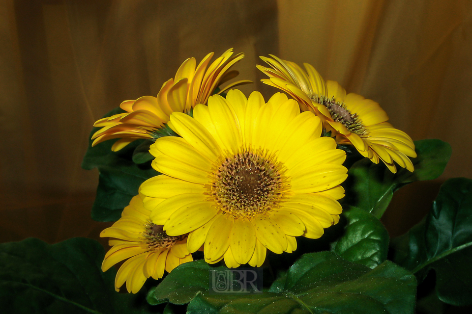 gerbera_gelb_610