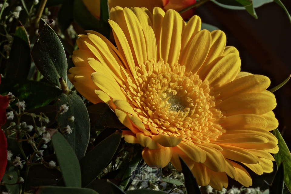 gerbera_u58_04