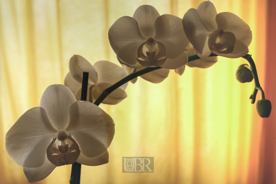 orchidee_6203