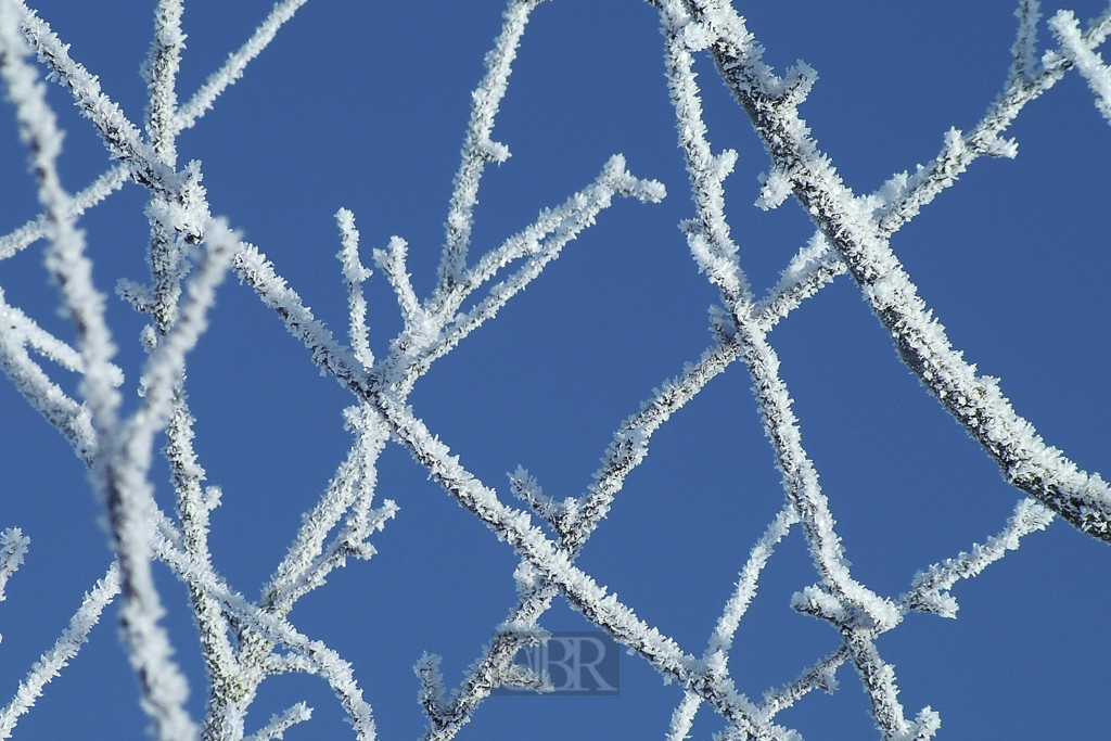 cop_zweige_rauhreif_blau_01