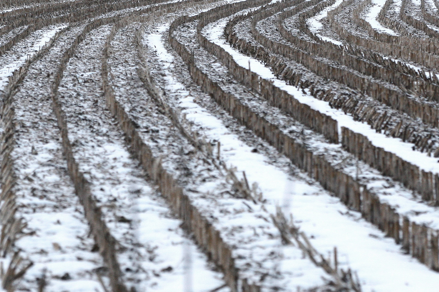 maisfeld_stoppeln_winter