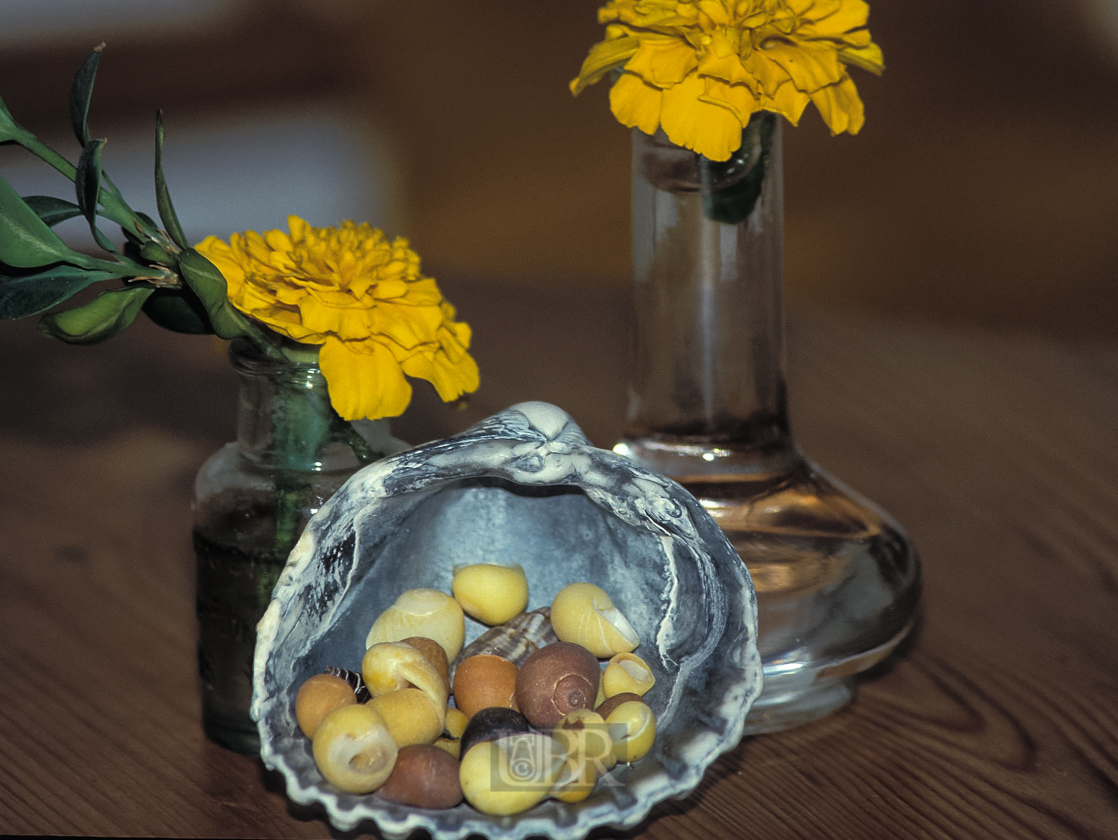 tagetes_mit_muscheln