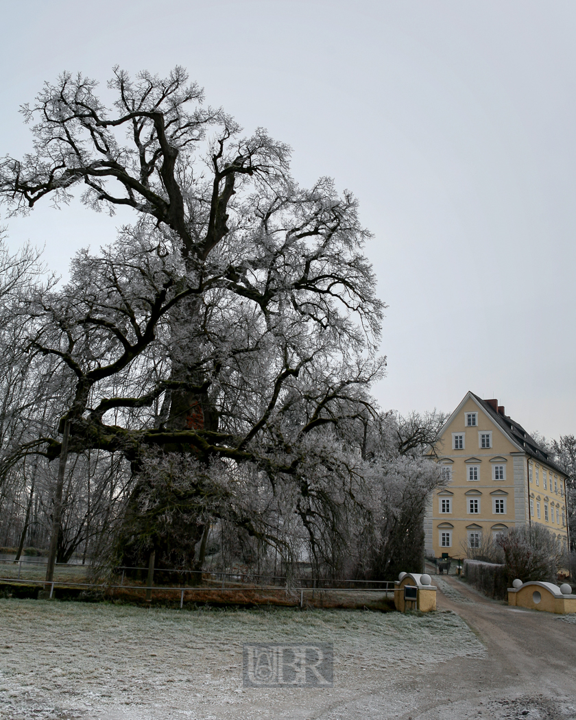 Schlossgut Erching im Nebel