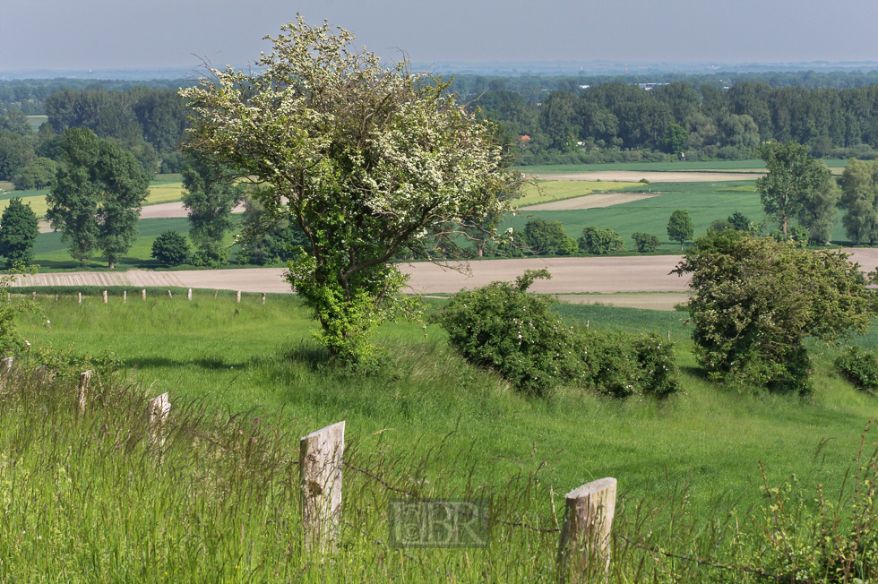 moosblick_01_mit_strauch