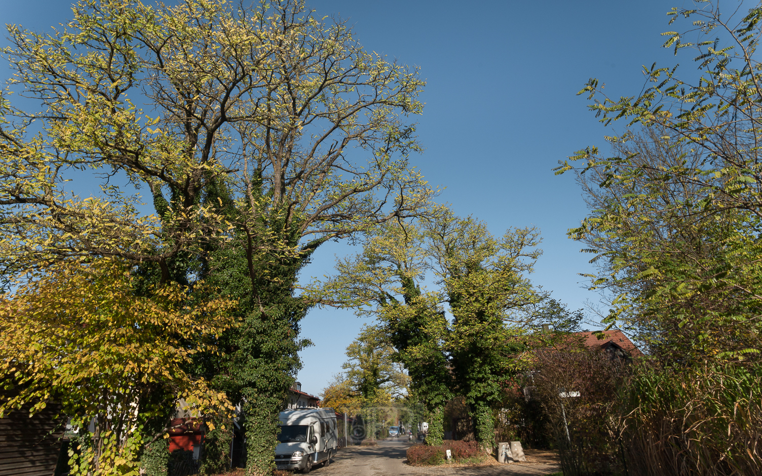 max_anderl_robinien_herbst