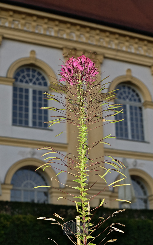 Im Hofgarten