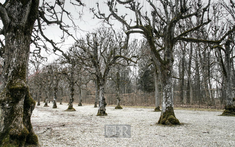 Eisernes und knorriges im Schlossgarten