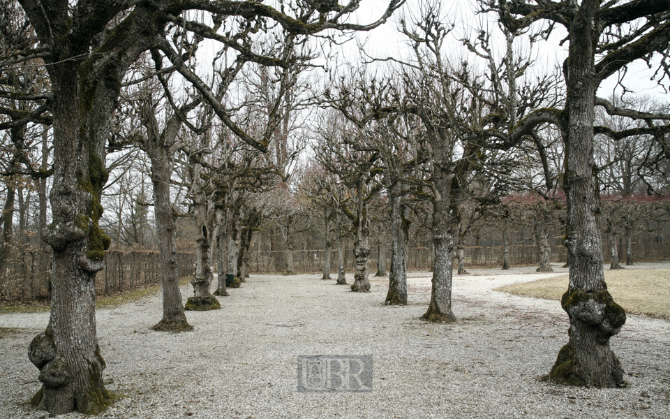 Eisernes und knorriges im Schlossgarten