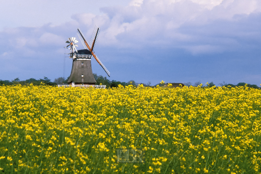 Windmühlr im Blühenden Rapsfeld