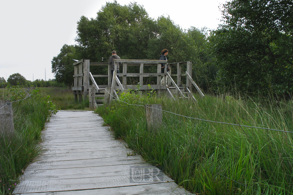 03_es_gruent_so_gruen_10_trockenmoor