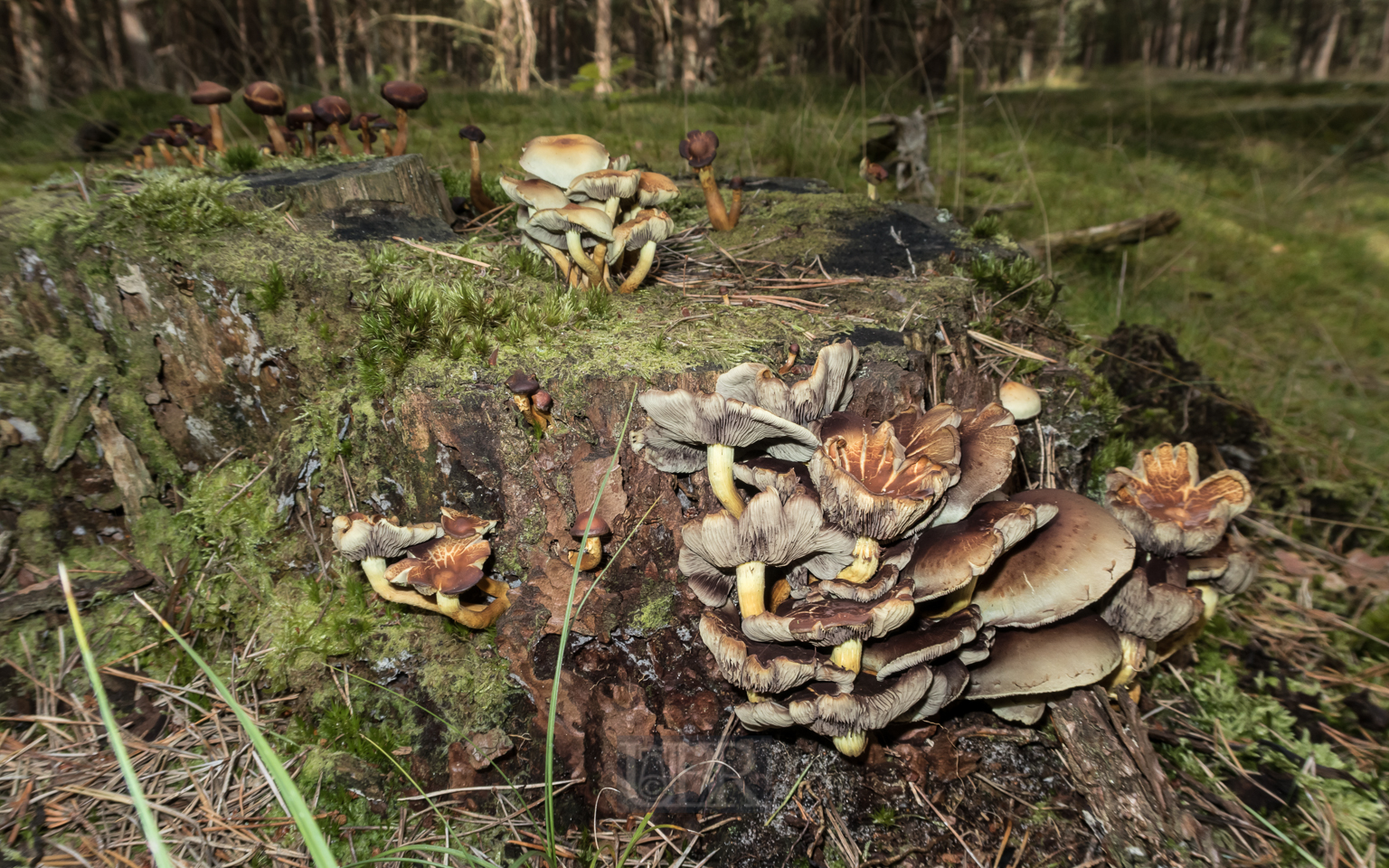 Pilze im Kiefernwald auf der 'Schaabe' - zwischen Jasmund und Wittow