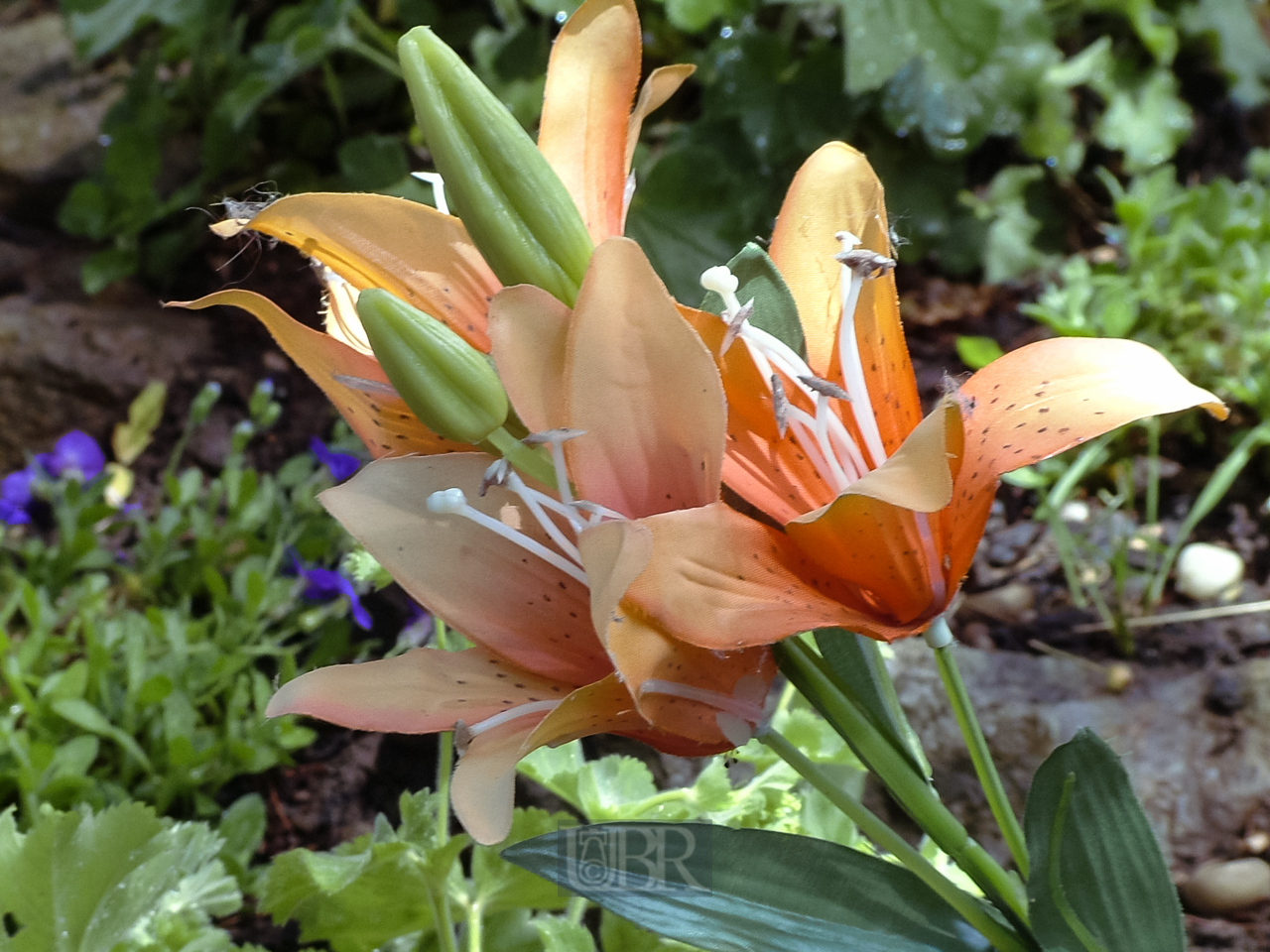 blumen_orange_11