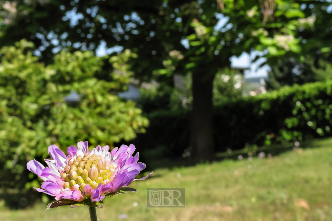 garten_blumen_02