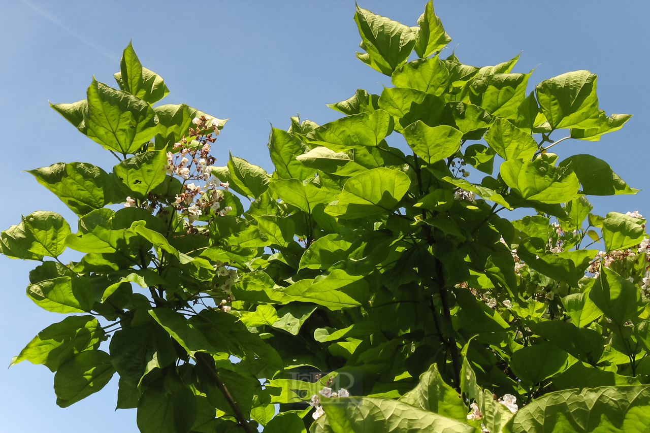 garten_bohnenbaum_02