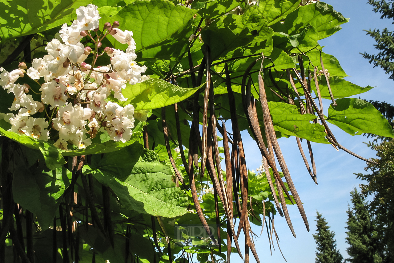 garten_bohnenbaum_03