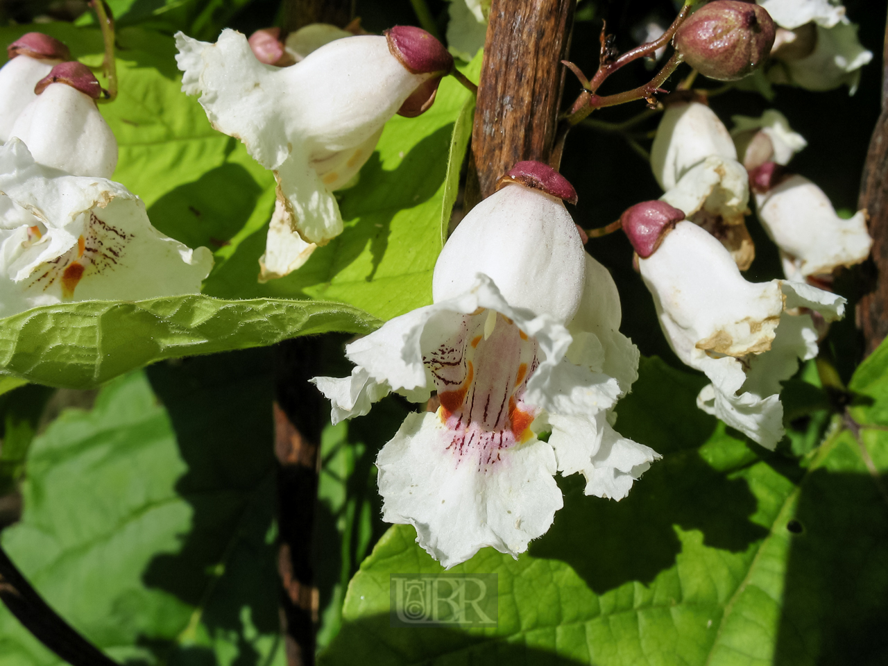 garten_bohnenbaum_04