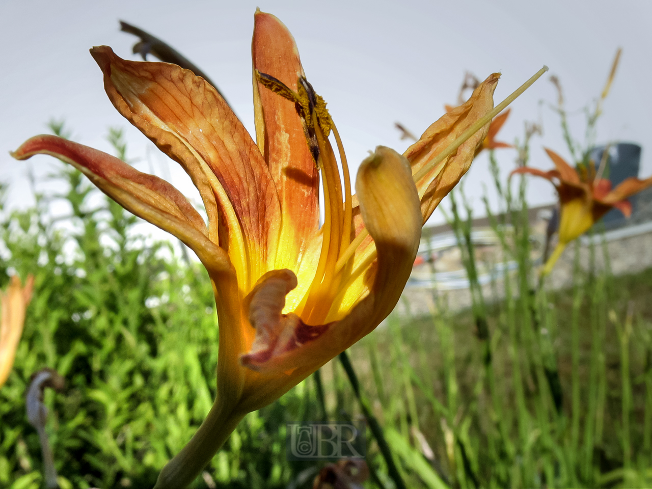 terrasse_blumen_03