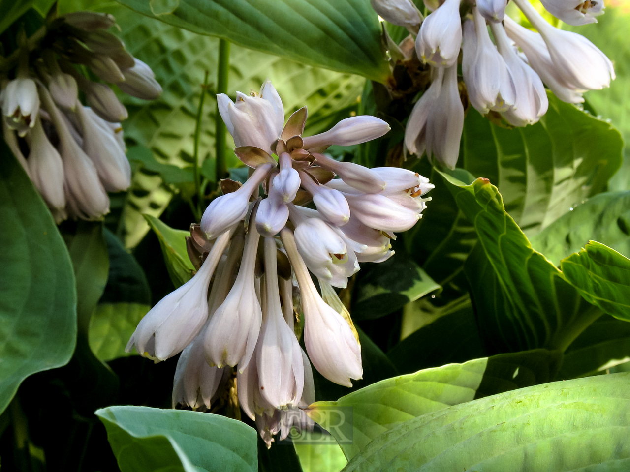 terrasse_blumen_04