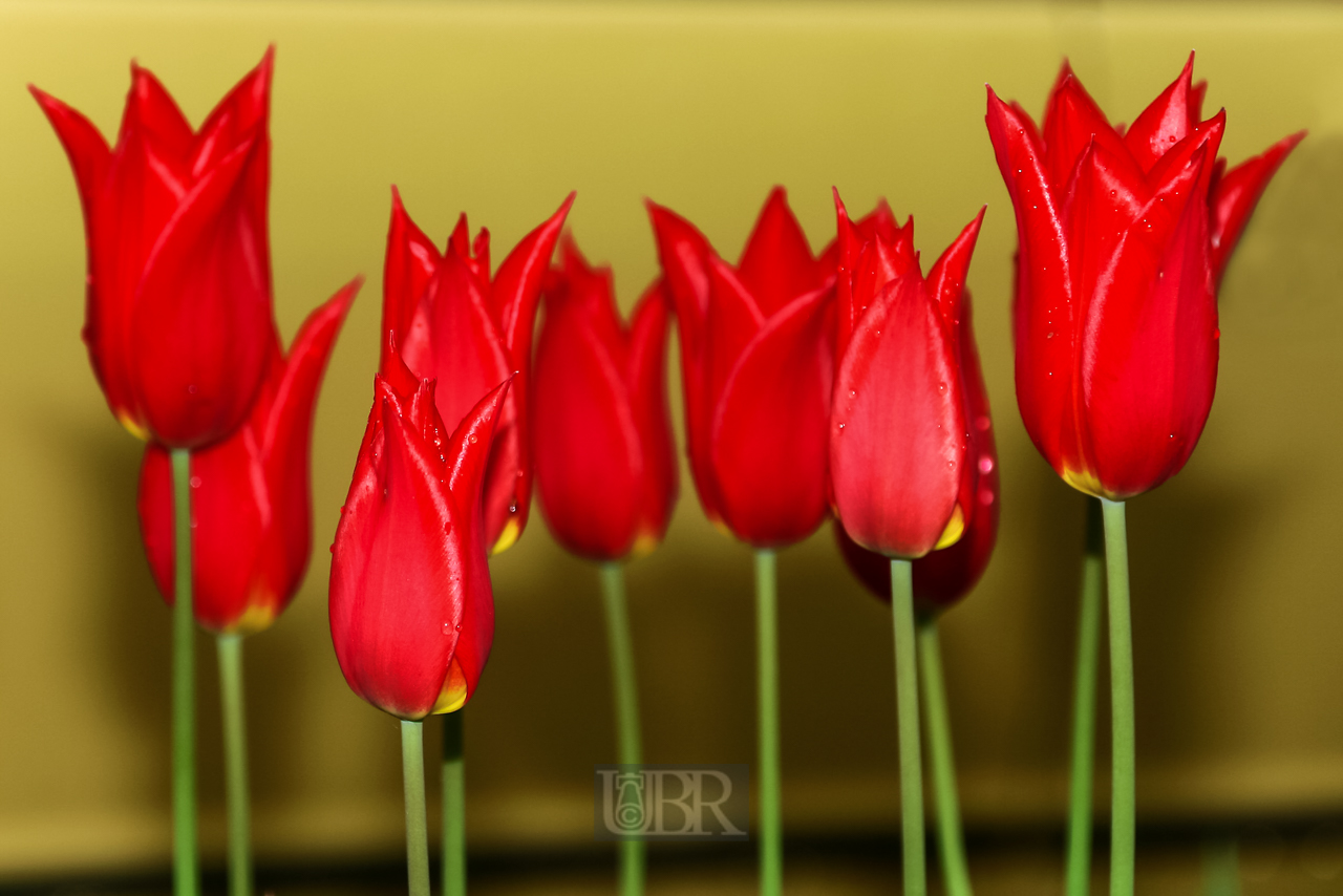 tulpen_vor_skoda