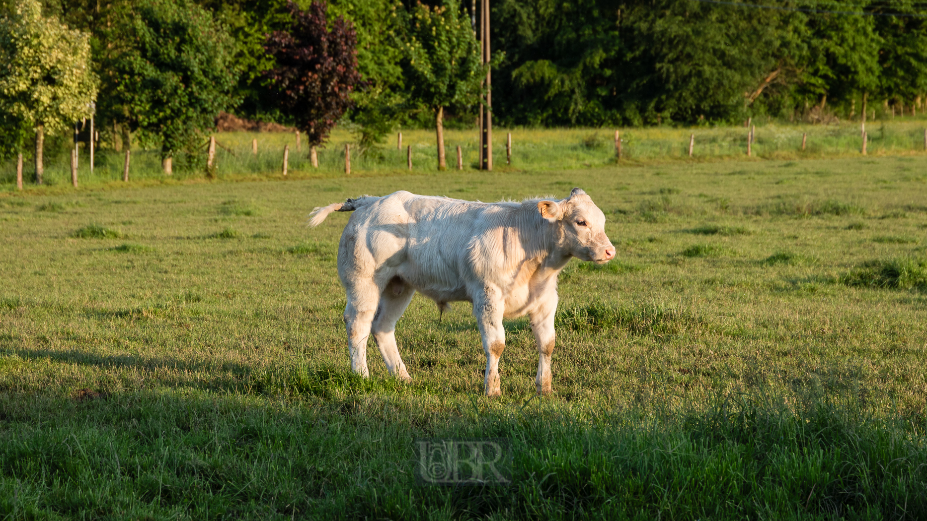 tiere_pflanzen_ardennen_11