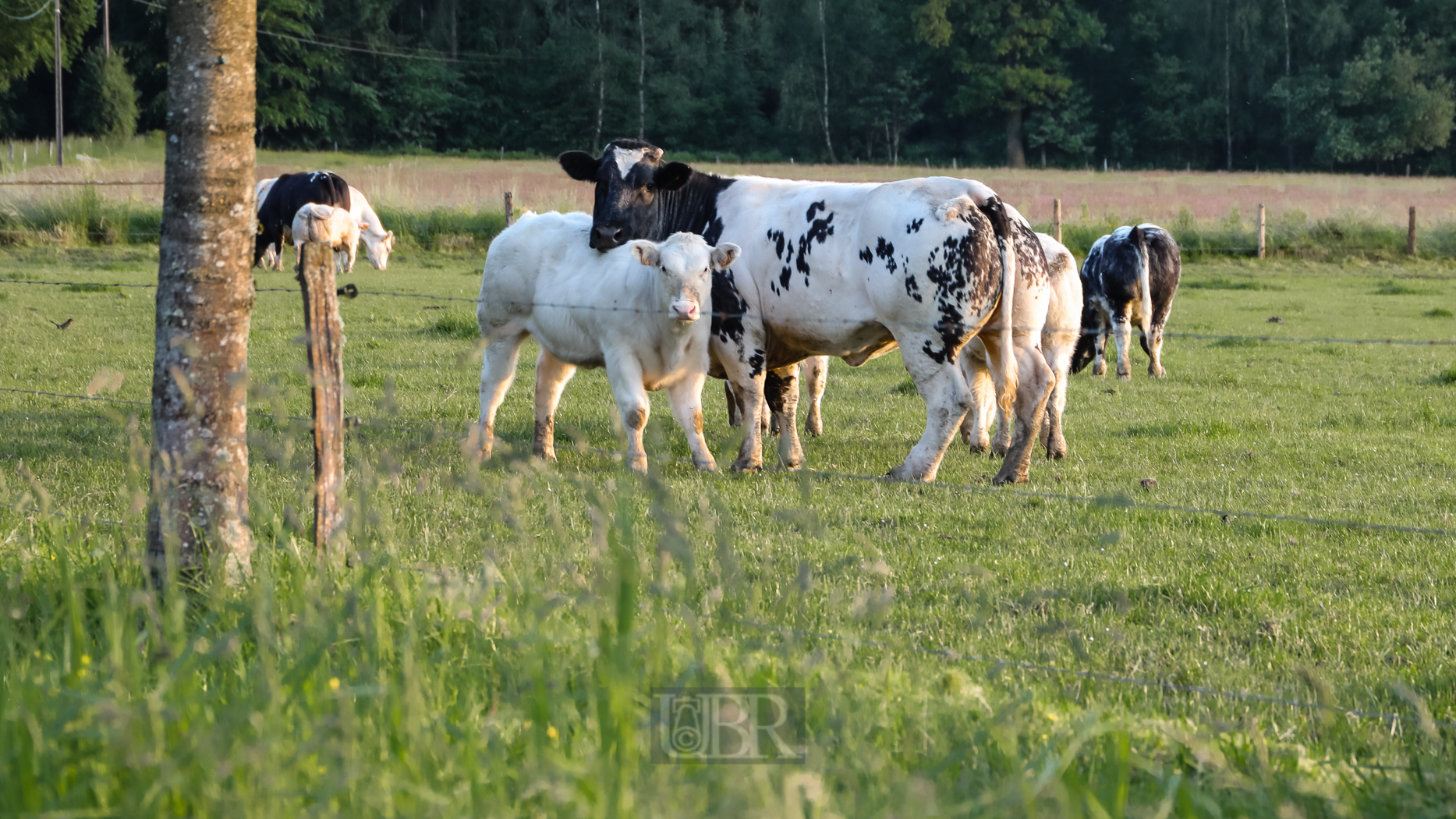 tiere_pflanzen_ardennen_12