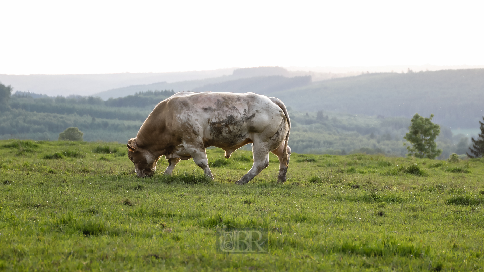 tiere_pflanzen_ardennen_13