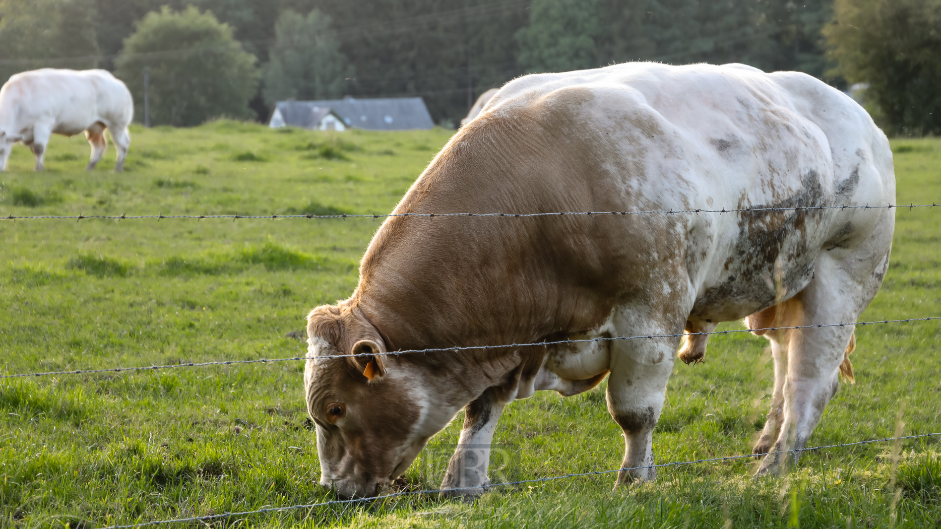 tiere_pflanzen_ardennen_14