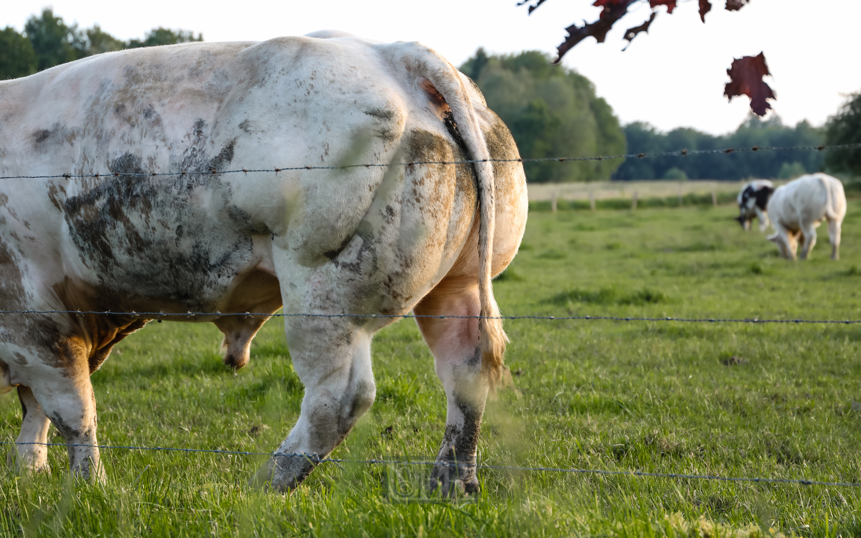 tiere_pflanzen_ardennen_15