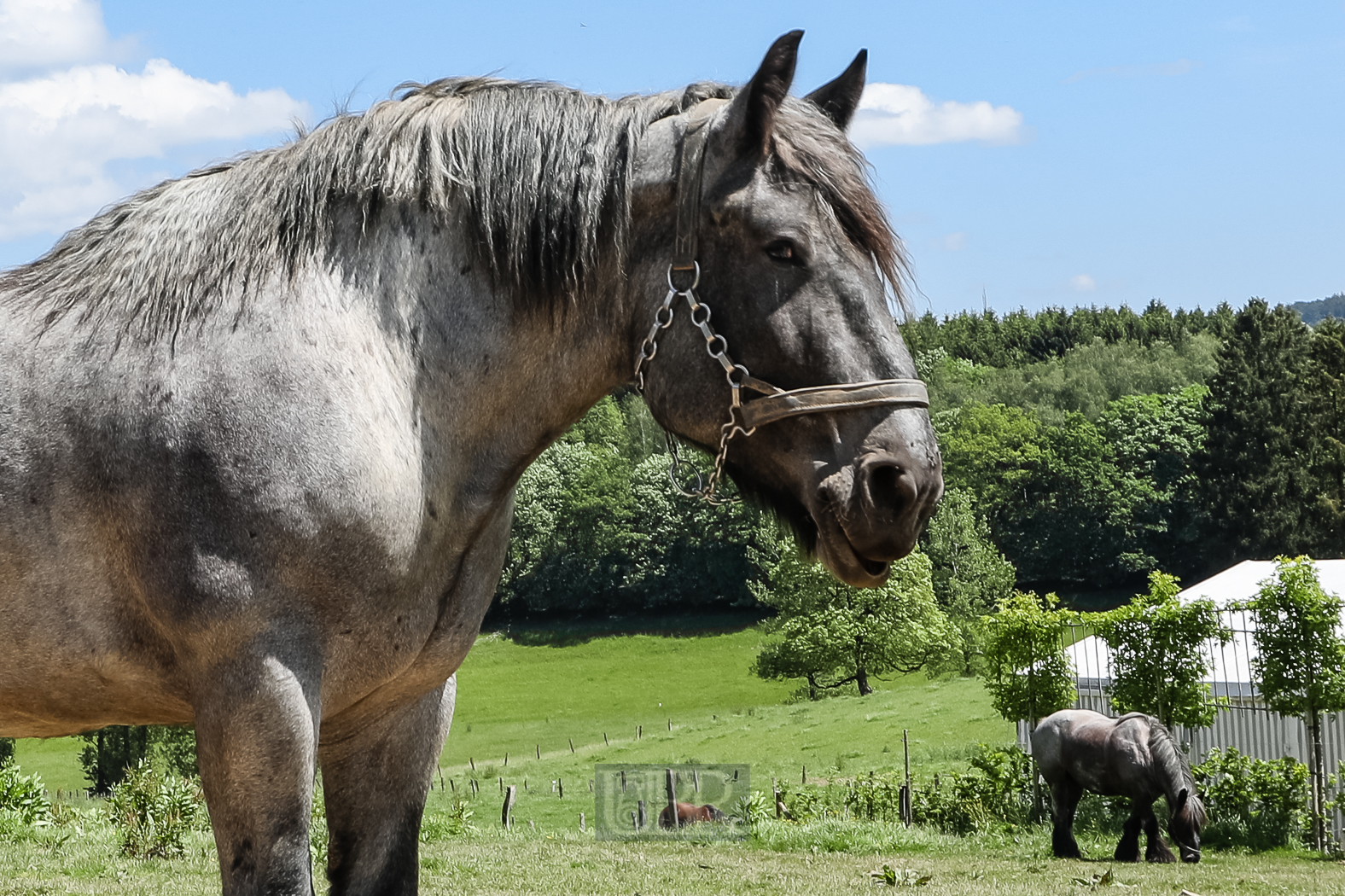 tiere_pflanzen_ardennen_5