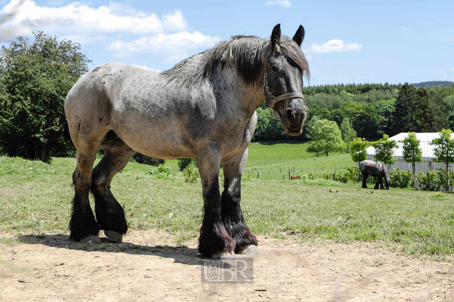 tiere_pflanzen_ardennen_6