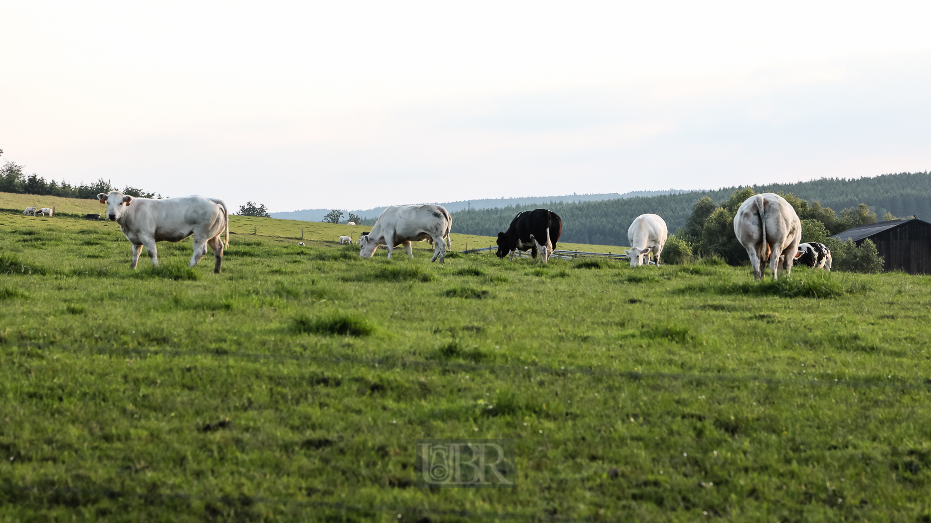 tiere_pflanzen_ardennen_8