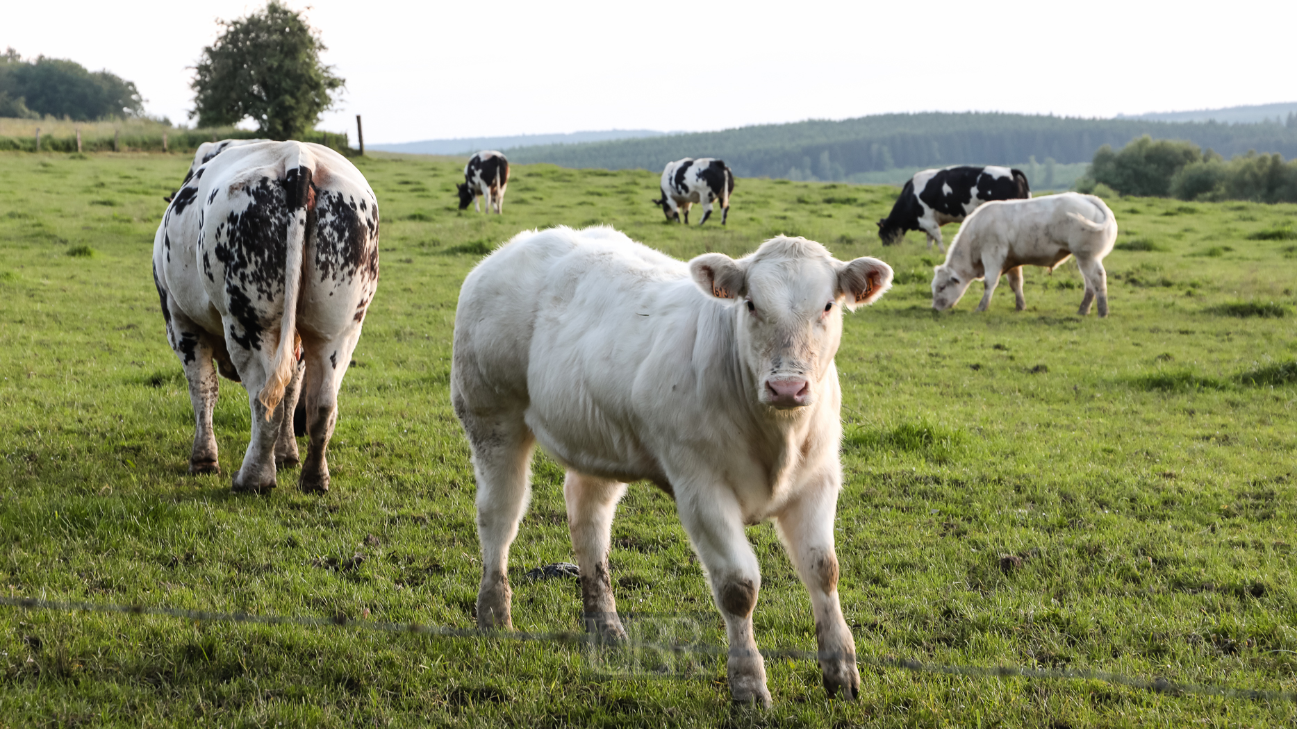 tiere_pflanzen_ardennen_9