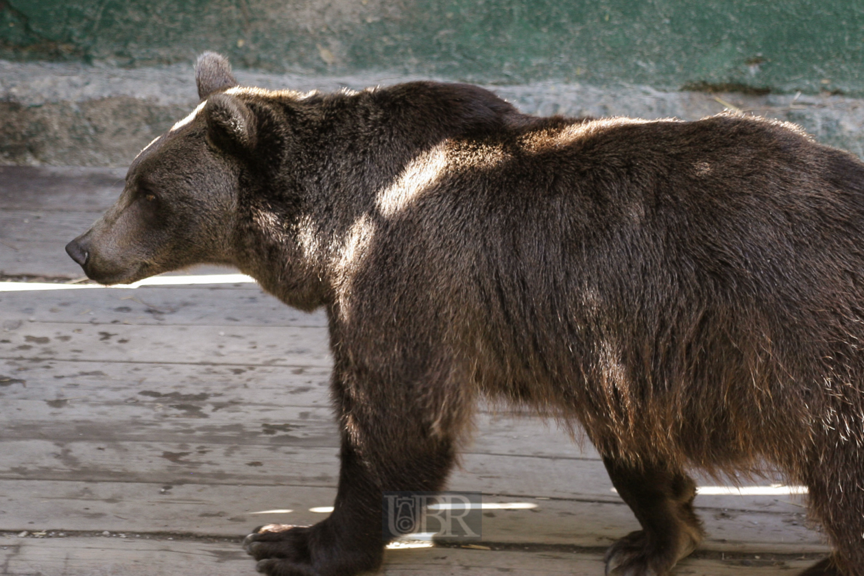 Tierpark Ferleiten an der Großglockner-Straße