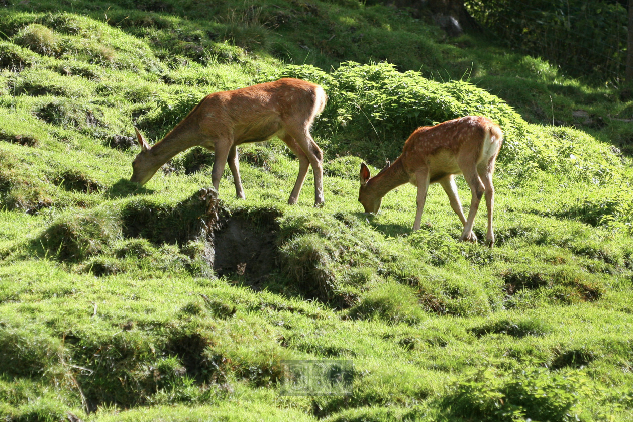 Tierpark Ferleiten an der Großglockner-Straße