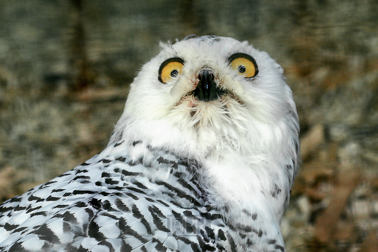 Tierpark Ferleiten an der Großglockner-Straße