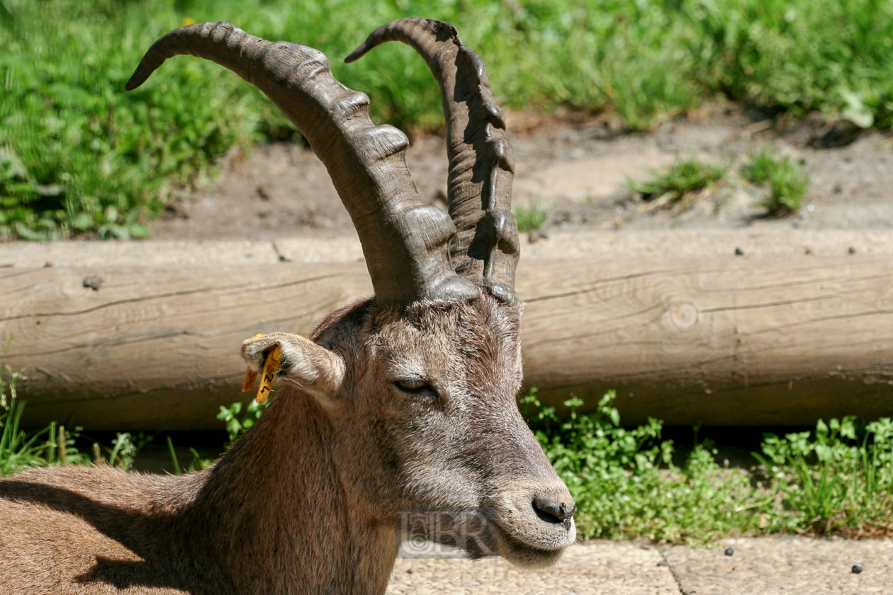 Tierpark Ferleiten an der Großglockner-Straße