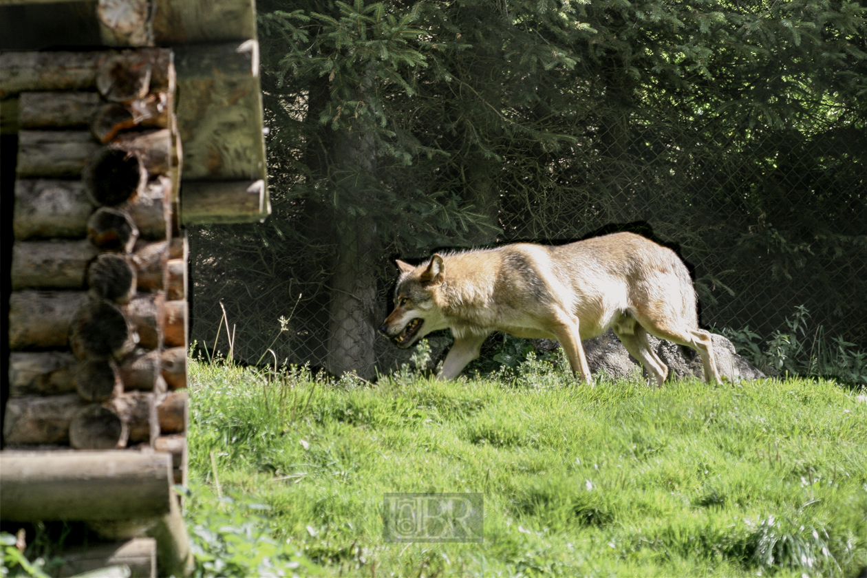 Tierpark Ferleiten an der Großglockner-Straße