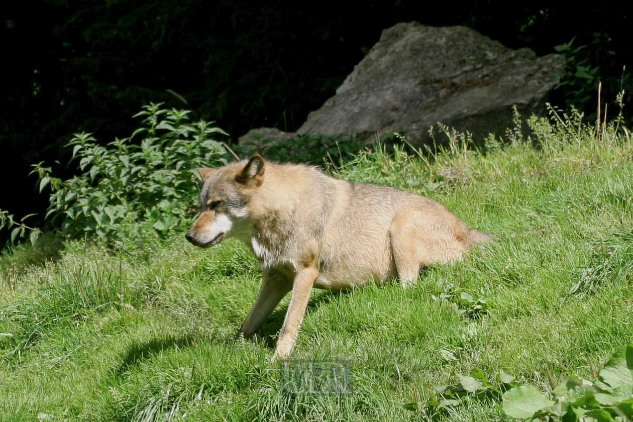 Tierpark Ferleiten an der Großglockner-Straße