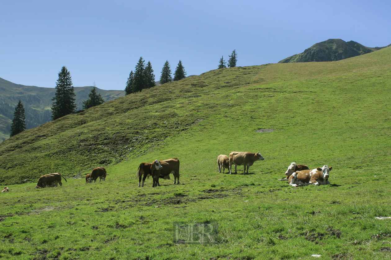 Auf dem Zwölferkogel bei Hinterglemm