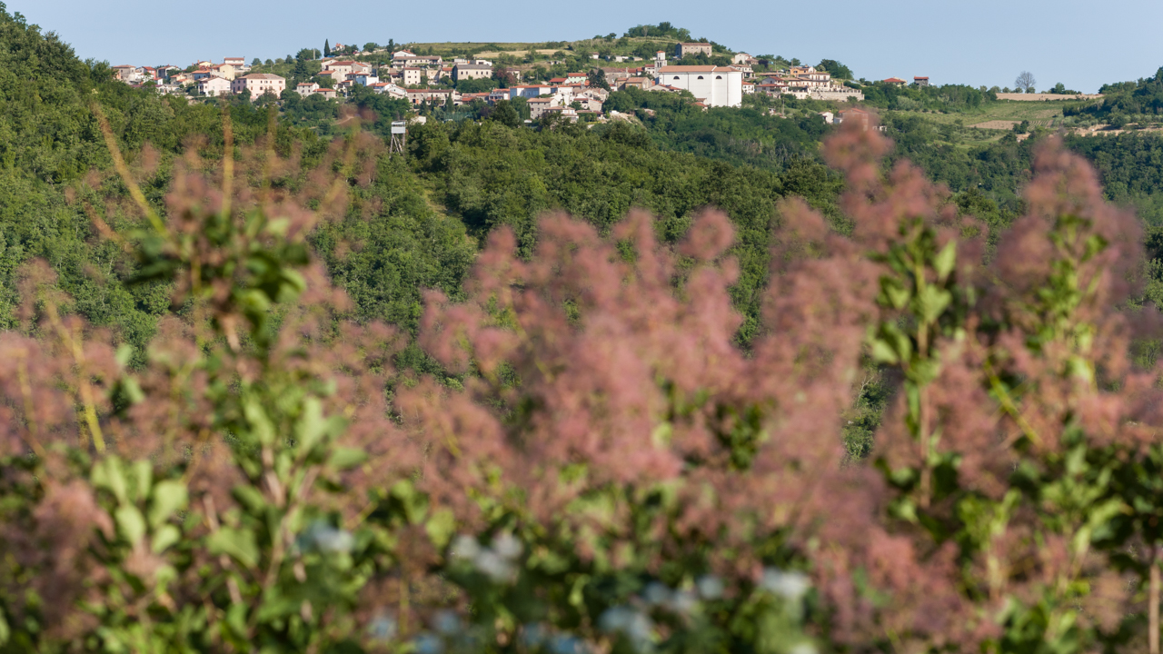 Rundblicke in die Hügellandschaft  der Halbinsel Istrien