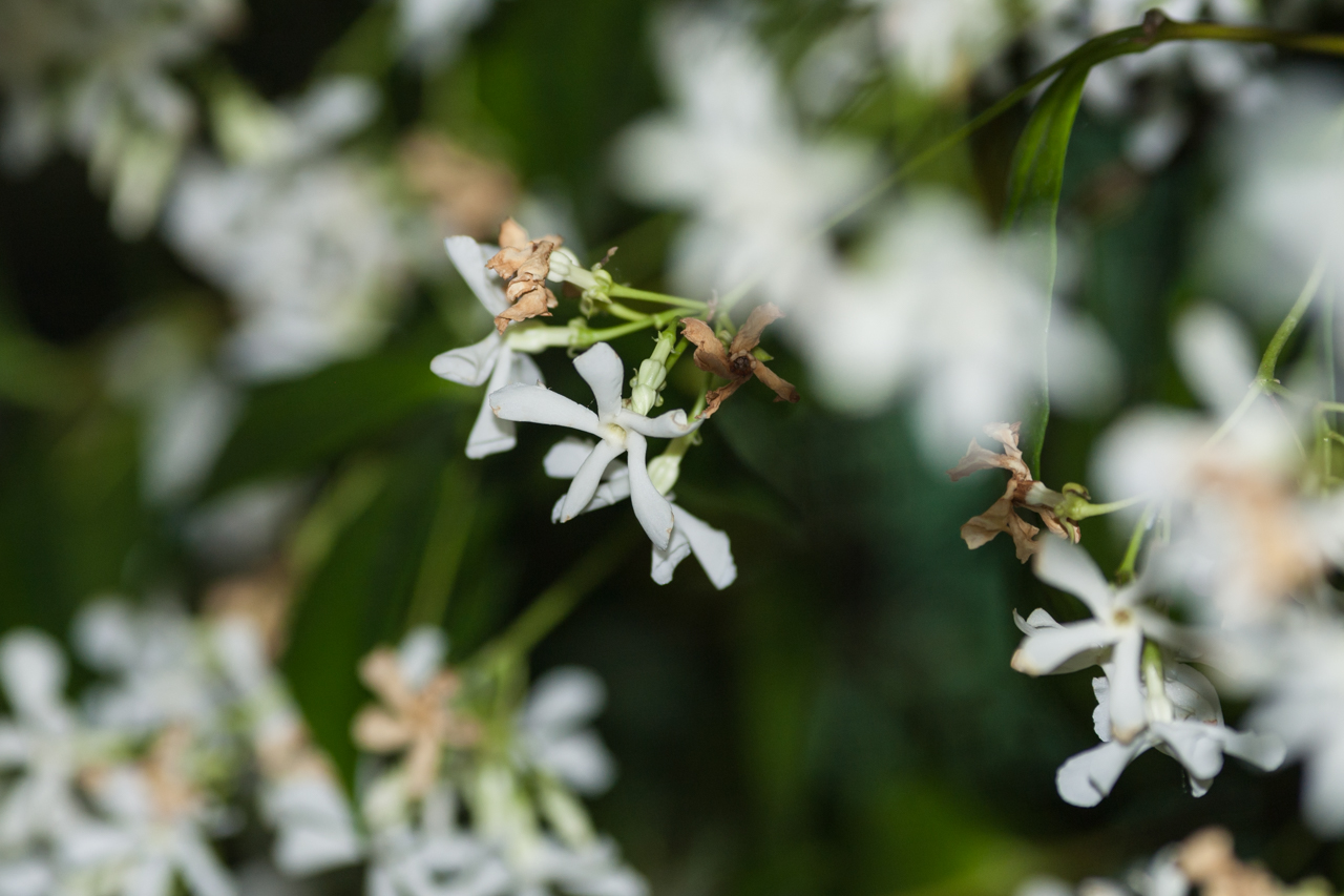 Feigen Wein Jasmin und Rosen im Garten